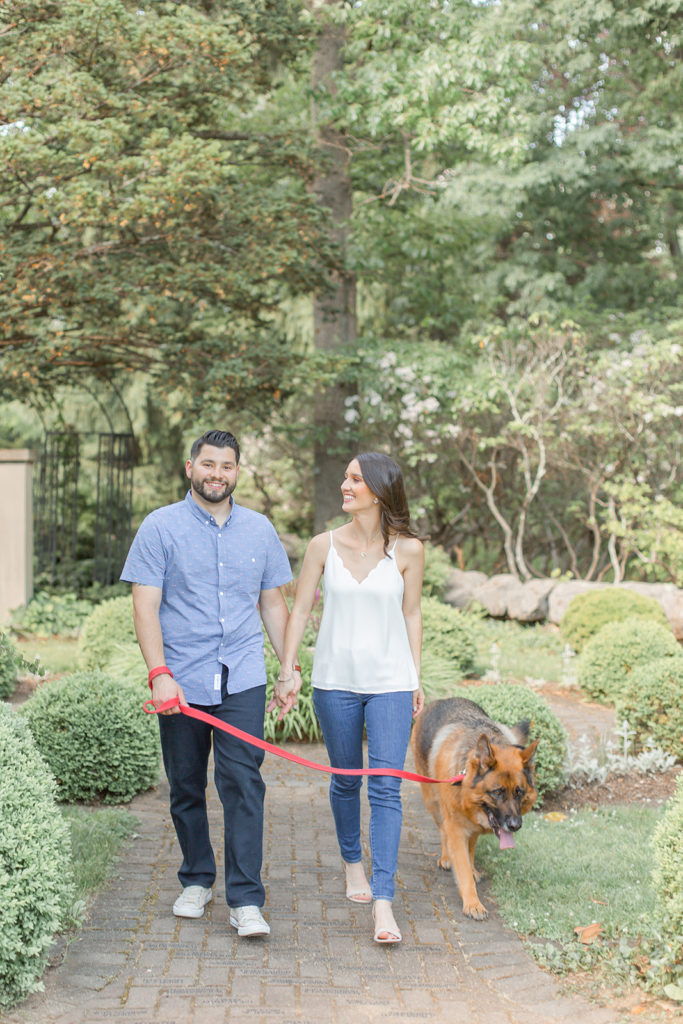 Light and airy engagement photo walking a german shephard dog